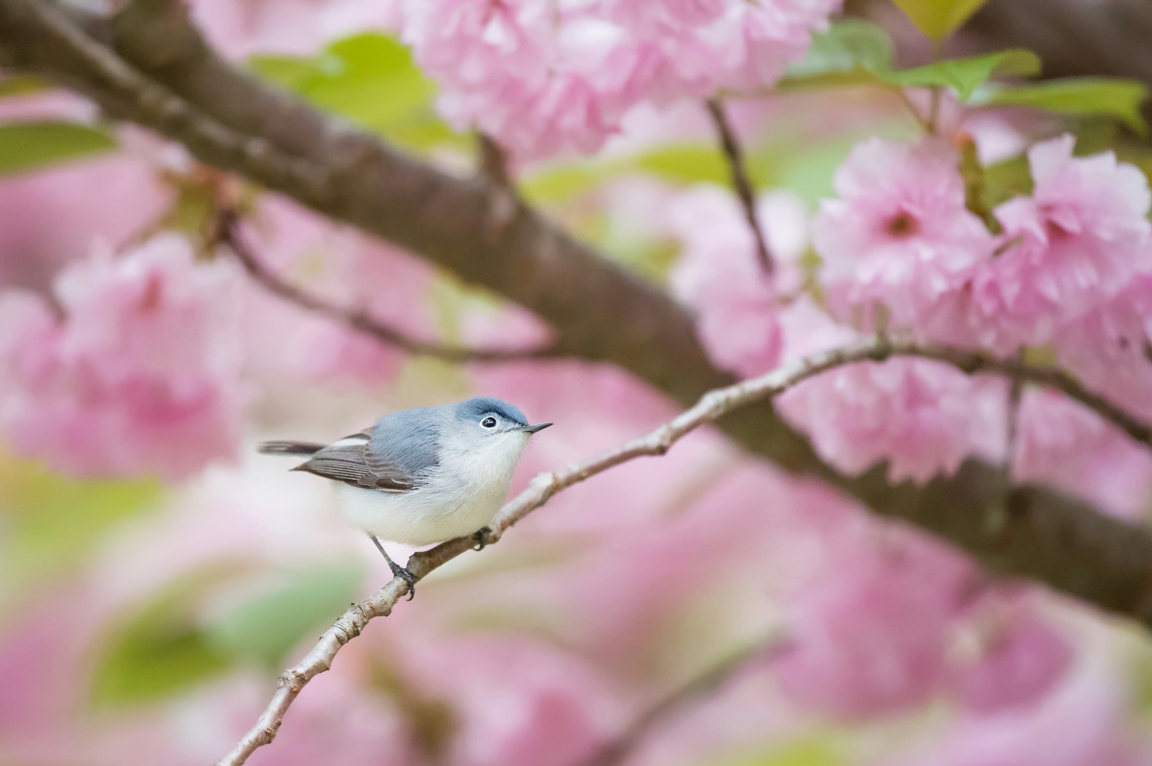 Gray and white bird perching on branch foto, by Ray Hennessy on Unsplash