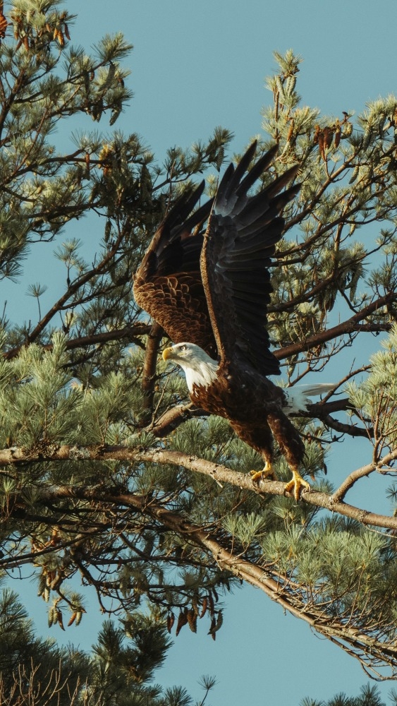 The Eagle, posted by Barata Ribeiro