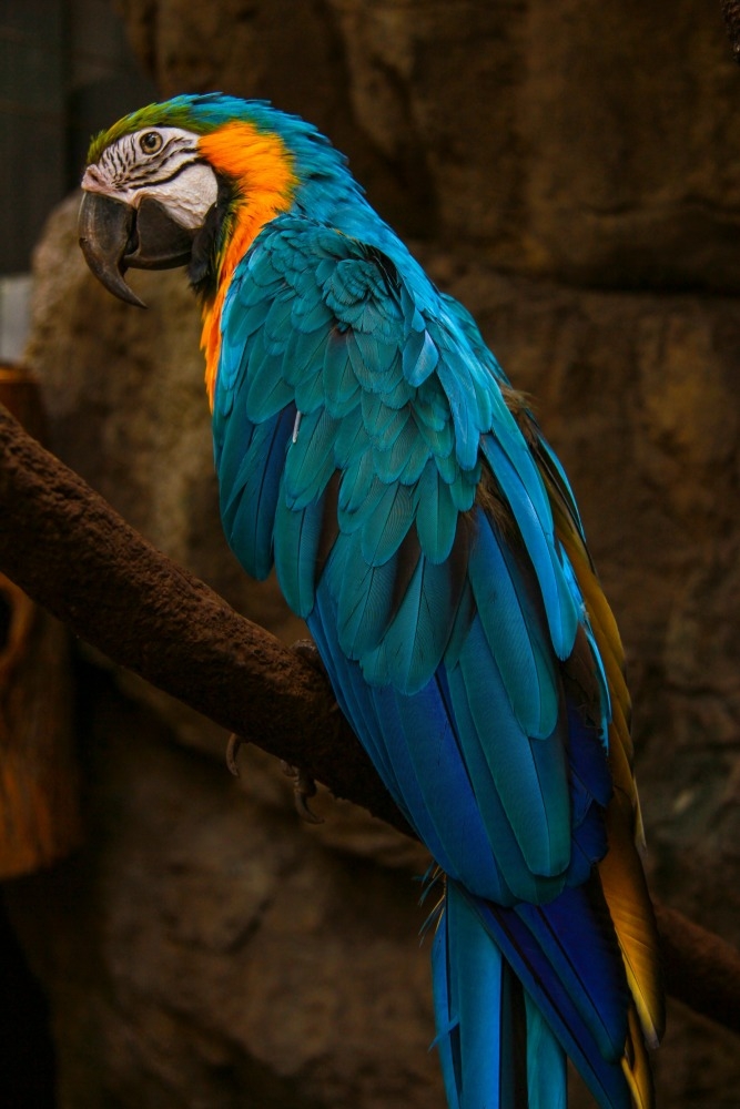 Blue-and-yellow macaw, posted by Barata Ribeiro