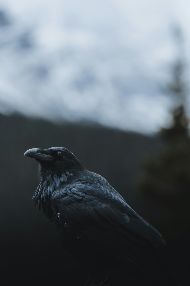 Black Crow, posted by Barata Ribeiro