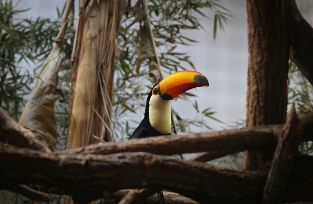 A Toucan, posted by Jason Bourne