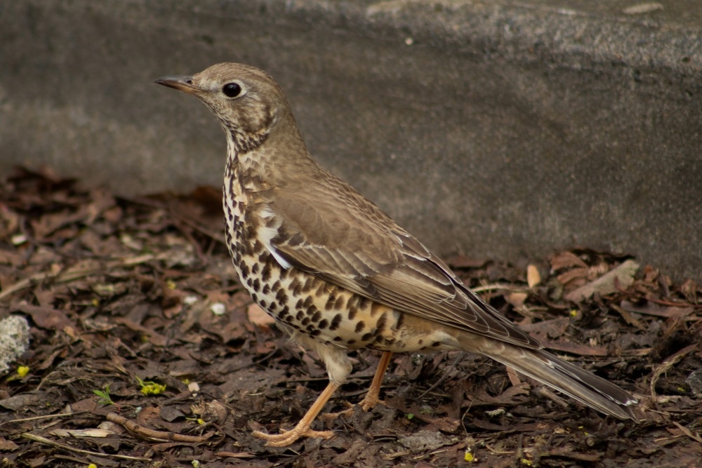 One of them Thrush..., posted by Barata Ribeiro