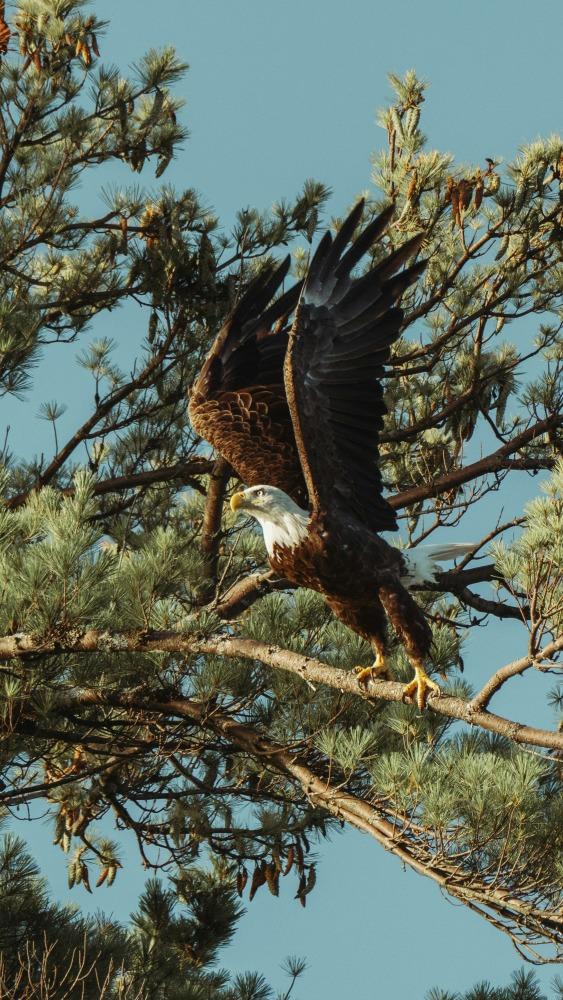 Photo: The Eagle, by @barataribeiro